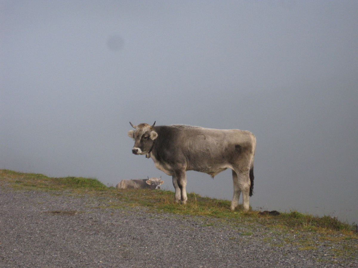 Name:  HT 8 Cow.JPG
Views: 3813
Size:  268.3 KB