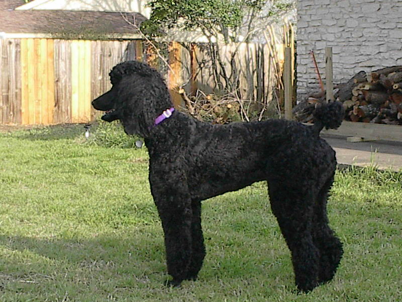 Name:  samson-pics-10.jpg
Views: 1357
Size:  110.6 KB