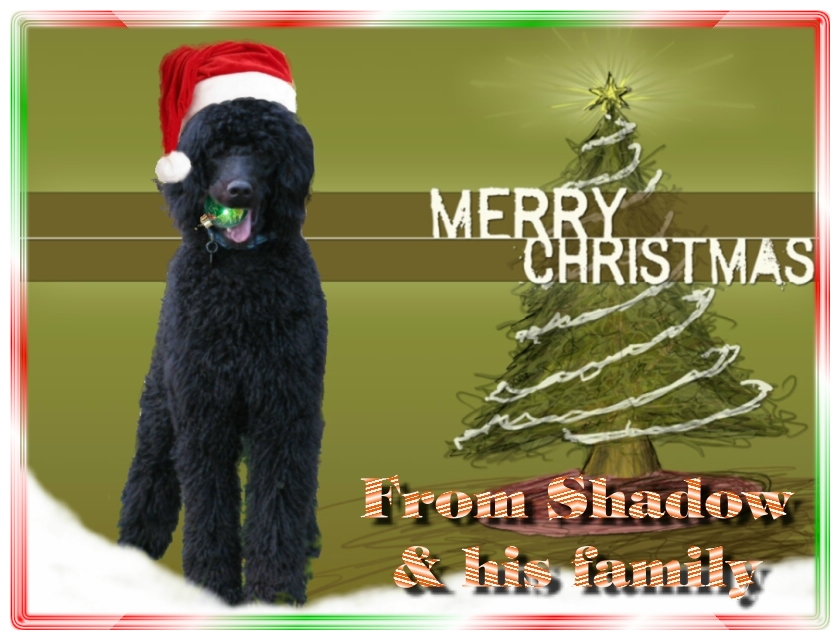 Name:  shadow-christmas-card-3.jpg
Views: 42112
Size:  291.5 KB