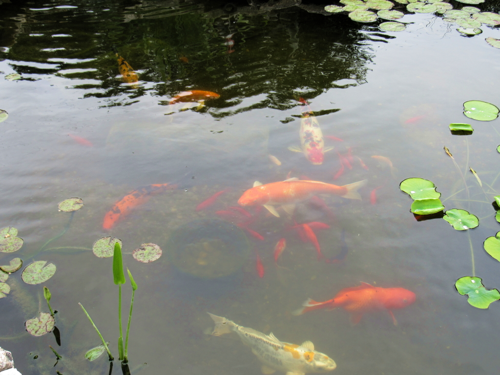Name:  pond-fish.jpg
Views: 31519
Size:  648.7 KB