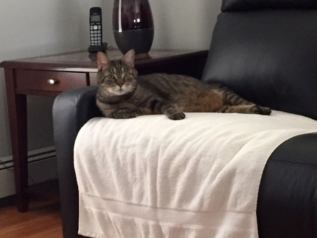 Name:  oscar my couch.jpg
Views: 9419
Size:  35.5 KB