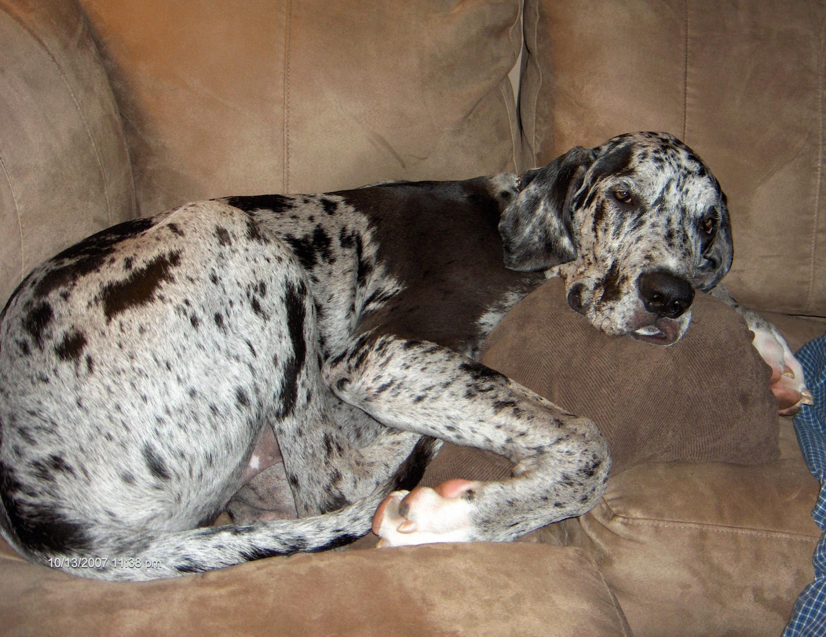 Name:  Merlin & Auggy 2007-2008-06.jpg
Views: 4471
Size:  324.0 KB