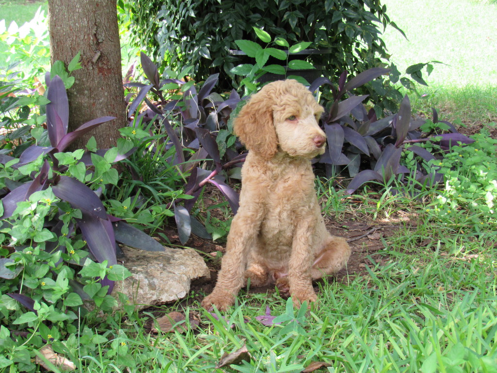 Name:  shiloh-2.jpg
Views: 4317
Size:  369.4 KB