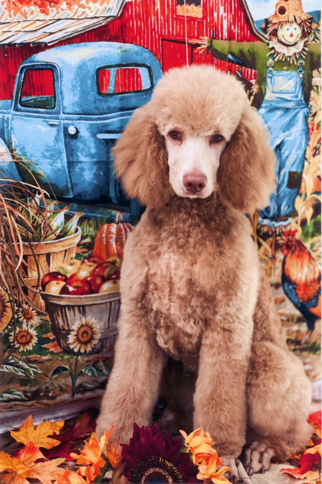 Name:  shiloh-17wks-01a.jpg
Views: 2098
Size:  469.0 KB