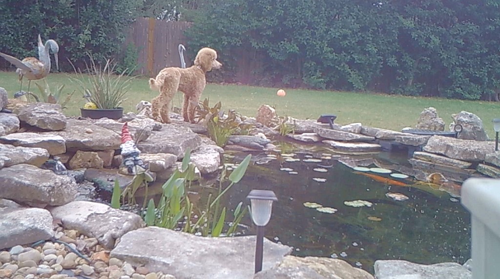 Name:  shiloh-17wks-02.jpg
Views: 2010
Size:  177.8 KB