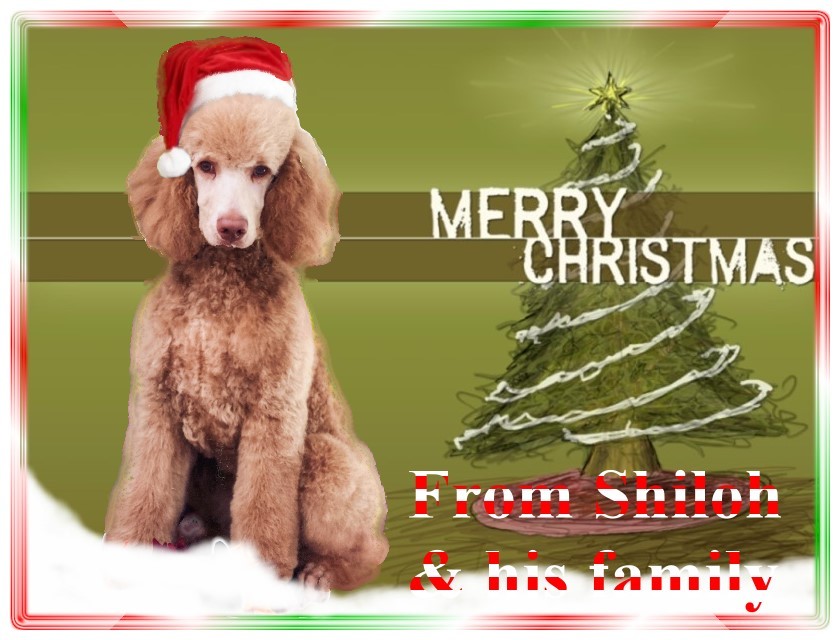 Name:  shiloh-christmas-card-2.jpg
Views: 6786
Size:  122.6 KB
