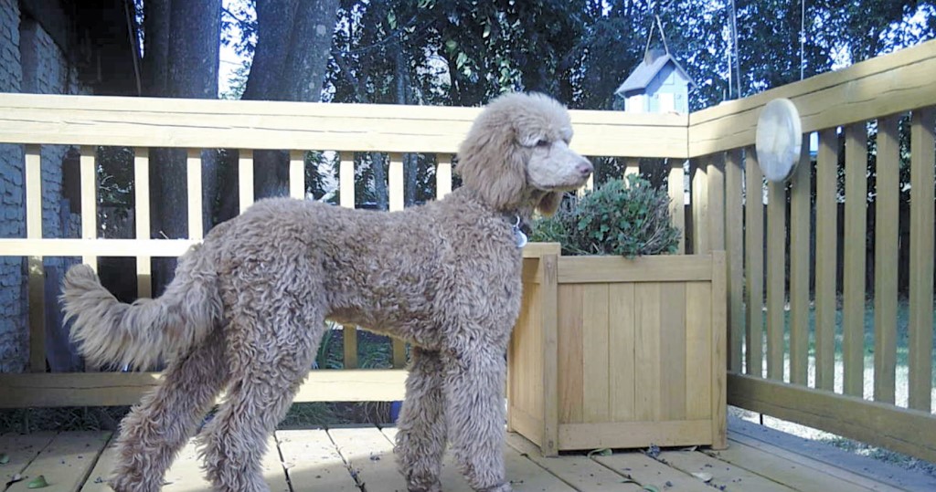 Name:  shiloh-25wks-03.jpg
Views: 2572
Size:  171.7 KB