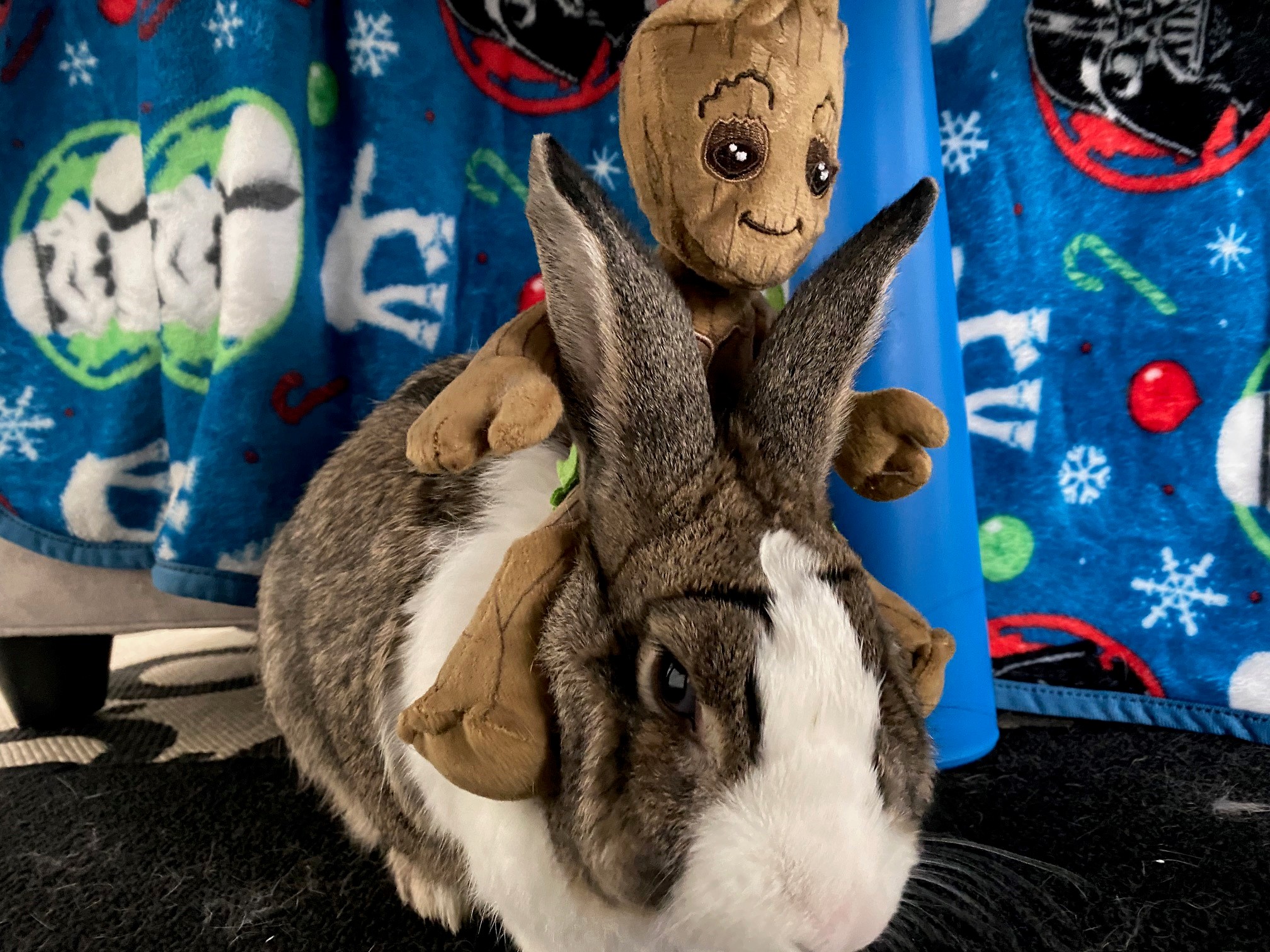 Name:  rabbit.jpg
Views: 2708
Size:  799.2 KB