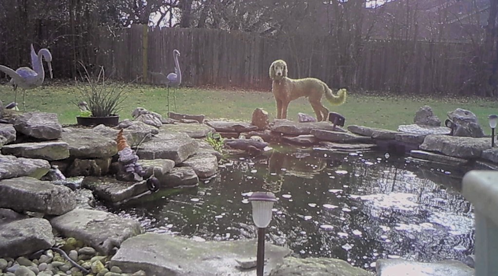 Name:  shiloh-31wks-01.jpg
Views: 2475
Size:  178.2 KB