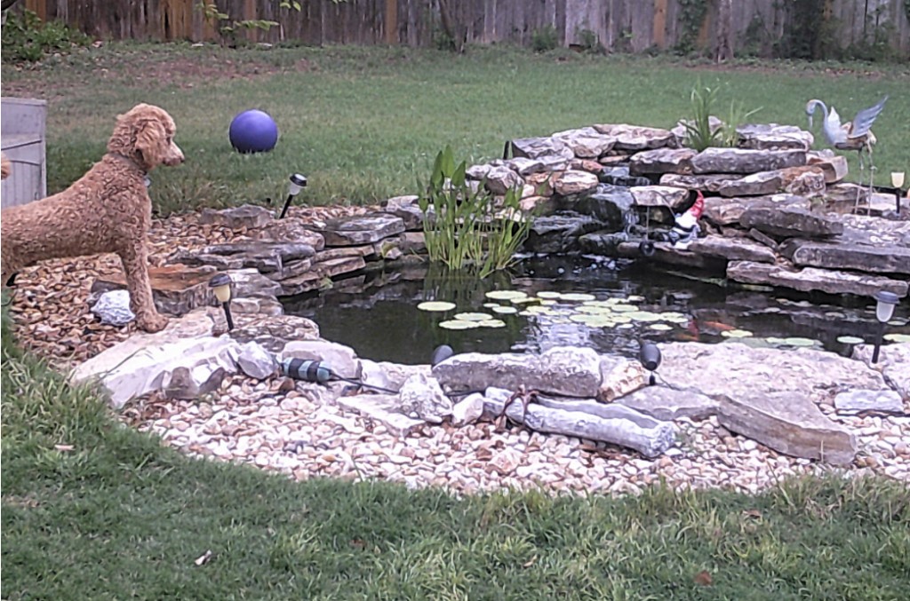 Name:  shiloh-36wks-04.jpg
Views: 1125
Size:  247.0 KB