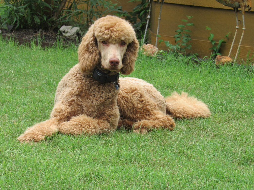Name:  Shiloh-43wks (12).JPG
Views: 4093
Size:  320.8 KB