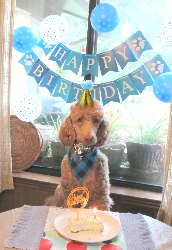 Name:  Shiloh-birthday2.JPG
Views: 2623
Size:  172.6 KB