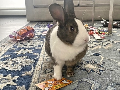 Name:  rabbit.jpg
Views: 2748
Size:  136.8 KB