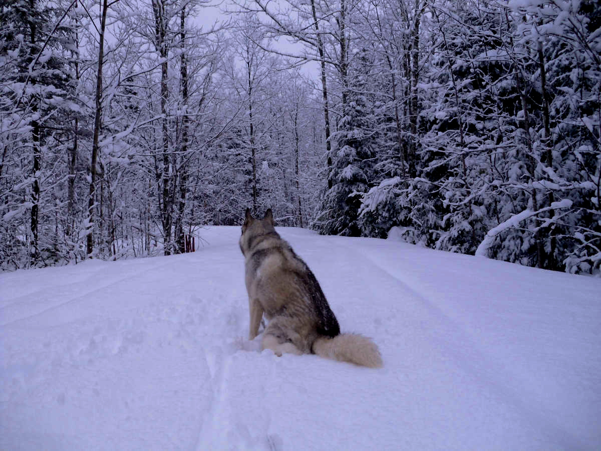 Name:  Snow dog. (1).jpg
Views: 3382
Size:  424.9 KB
