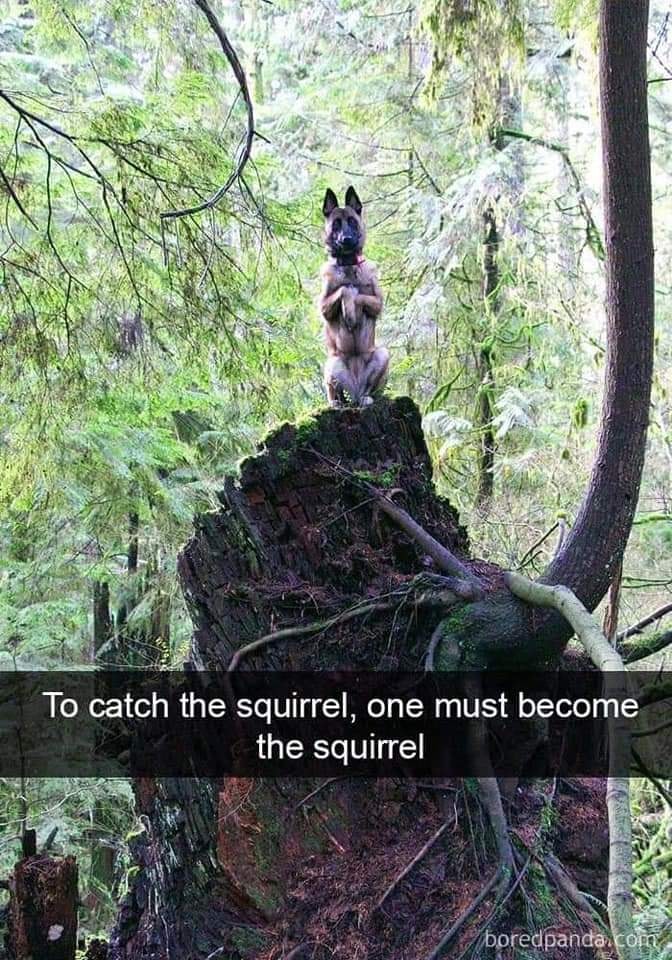 Name:  Squirrel..jpg
Views: 1863
Size:  169.1 KB