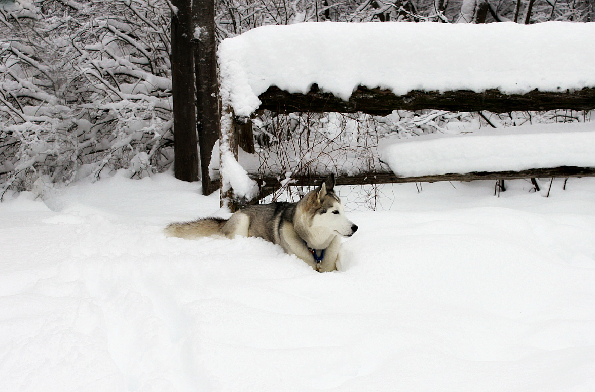 Name:  Talii in the snow..JPG
Views: 1475
Size:  614.0 KB