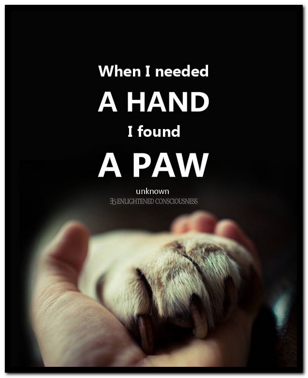Name:  A paw..jpg
Views: 1238
Size:  60.2 KB