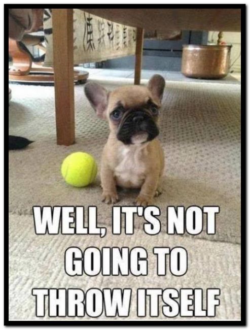 Name:  Dog..jpg
Views: 2057
Size:  120.2 KB