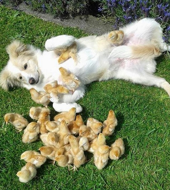Name:  Chicks.jpg
Views: 2964
Size:  180.0 KB
