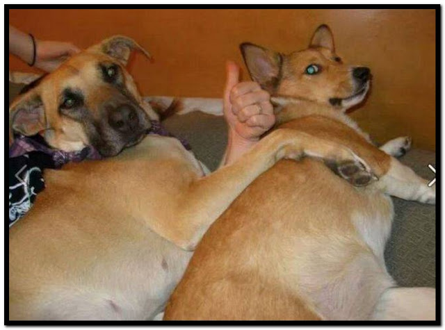 Name:  Dog.jpg
Views: 1620
Size:  58.3 KB