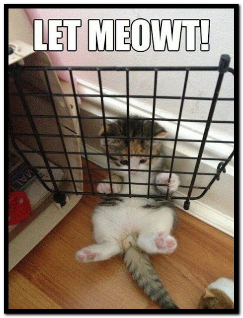 Name:  Let me out..jpg
Views: 1944
Size:  93.8 KB