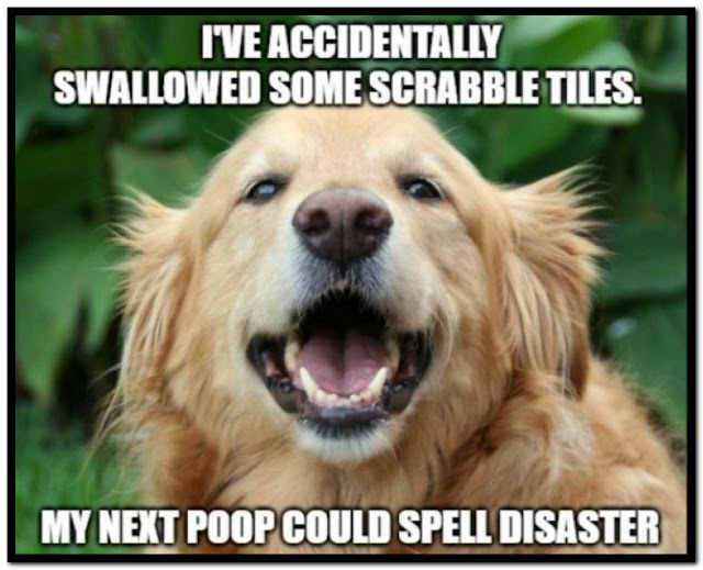 Name:  Dog.jpg
Views: 4158
Size:  75.2 KB