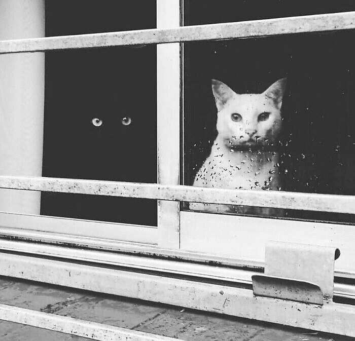 Name:  Cats.jpg
Views: 1886
Size:  41.5 KB