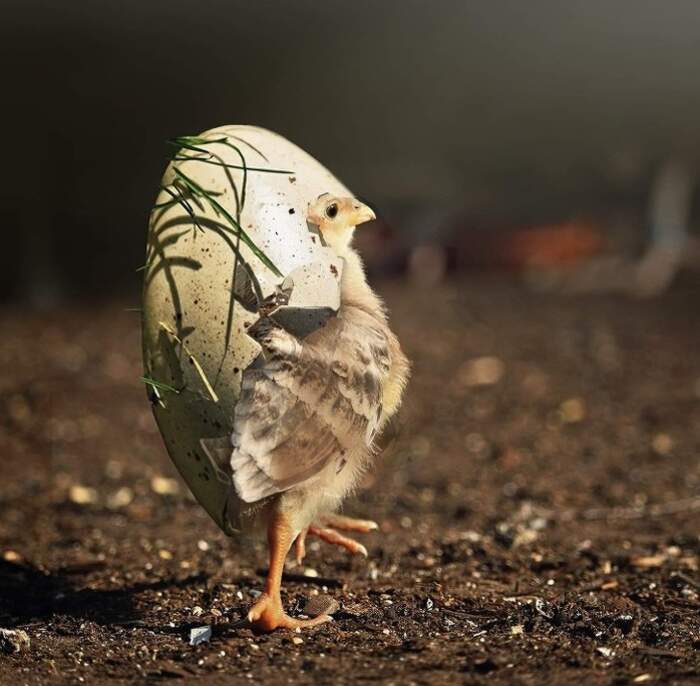 Name:  Chick.jpg
Views: 1870
Size:  50.0 KB