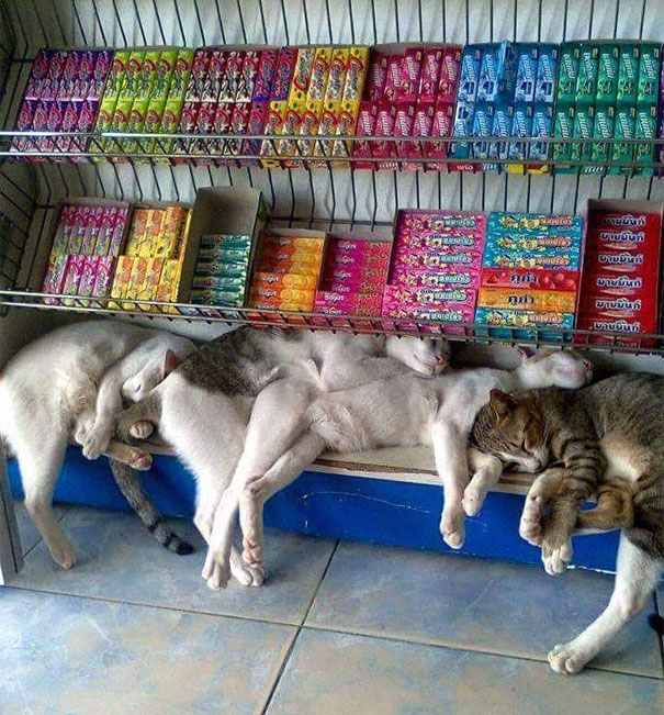 Name:  Free cat..jpg
Views: 1781
Size:  147.4 KB