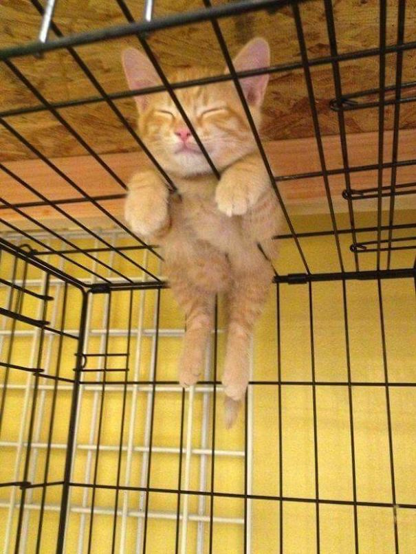 Name:  Cage.jpg
Views: 1695
Size:  94.9 KB