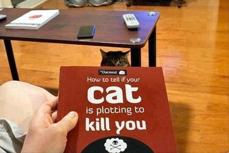 Name:  Cat.jpg
Views: 1686
Size:  45.9 KB