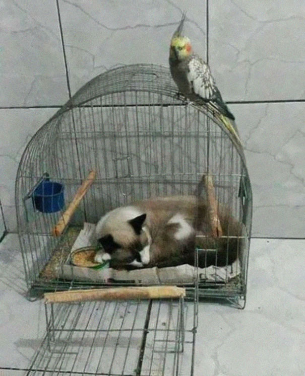 Name:  Bird cage..jpg
Views: 1663
Size:  93.2 KB