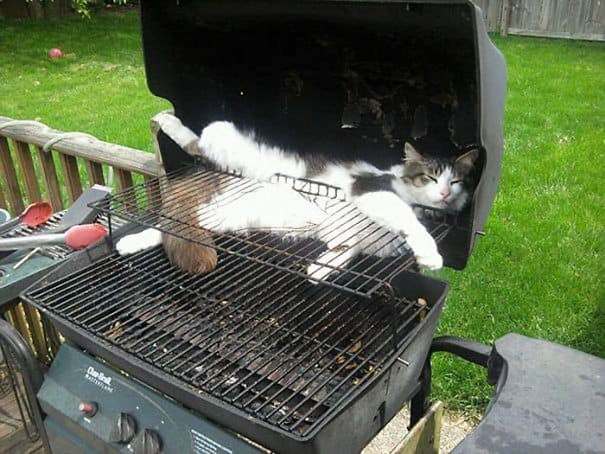 Name:  BBQ cat..jpg
Views: 2485
Size:  65.1 KB
