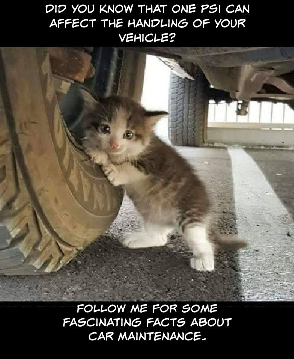 Name:  Cat.jpg
Views: 1865
Size:  84.2 KB