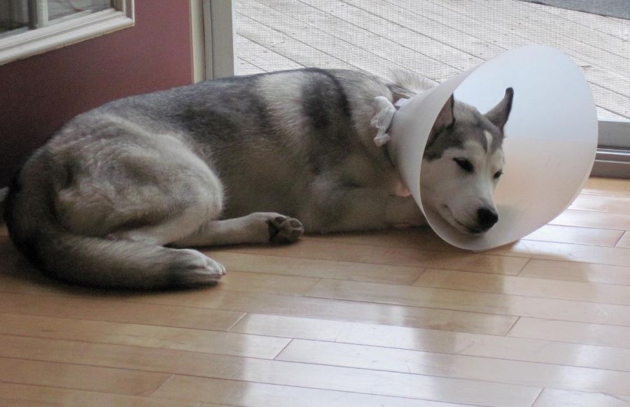 Name:  Spayed..JPG
Views: 2701
Size:  288.5 KB