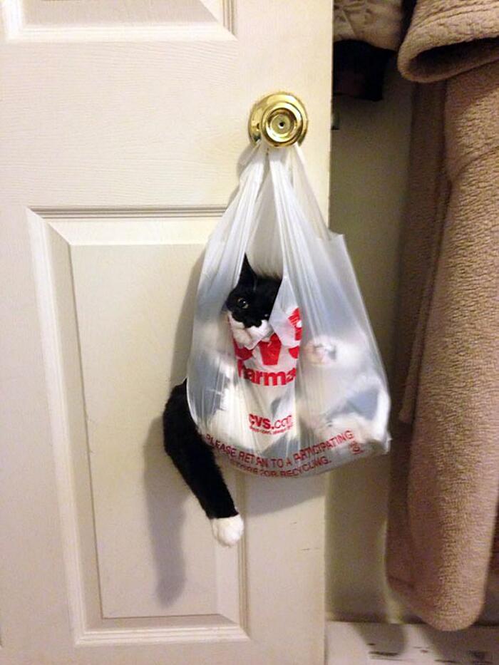 Name:  Cat Trap..jpg
Views: 1303
Size:  68.2 KB