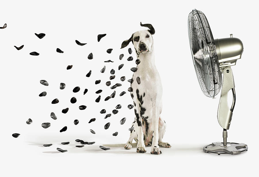 Name:  Spot.jpg
Views: 1206
Size:  117.6 KB