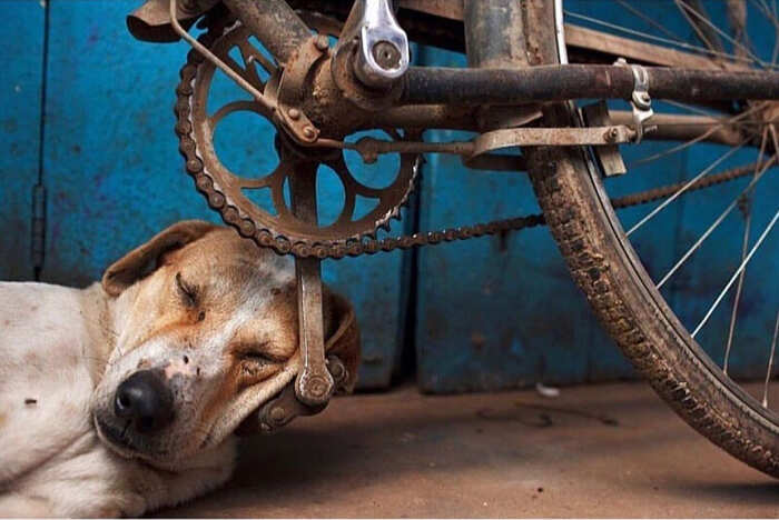 Name:  Pedal sleep..jpg
Views: 2148
Size:  45.5 KB