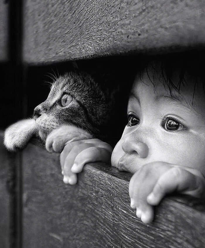 Name:  Cat and boy..jpg
Views: 2787
Size:  66.4 KB