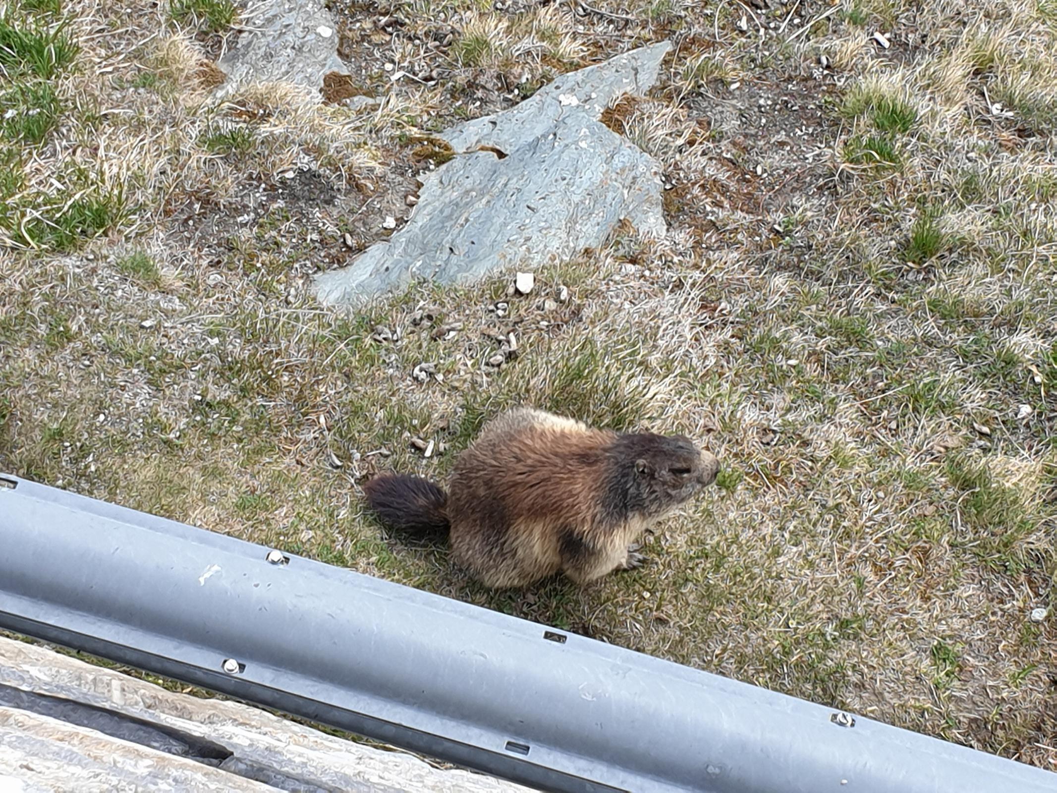 Name:  Marmot_GG_2019.jpg
Views: 2817
Size:  700.5 KB