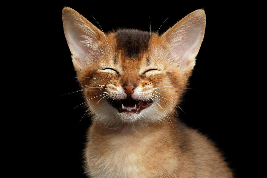 Name:  Laughing..jpg
Views: 2538
Size:  118.0 KB