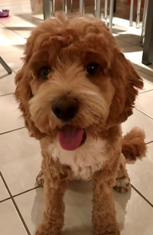 Name:  doggy22.jpg
Views: 2711
Size:  238.3 KB