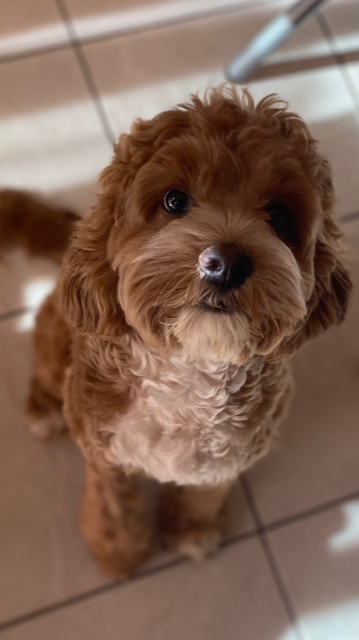 Name:  doggy1.png
Views: 2687
Size:  596.0 KB