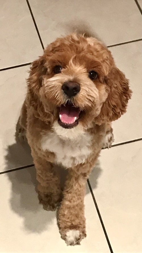 Name:  doggy3.jpg
Views: 2604
Size:  171.6 KB