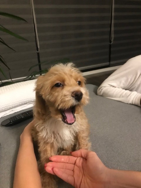 Name:  pup1.jpg
Views: 2748
Size:  55.4 KB