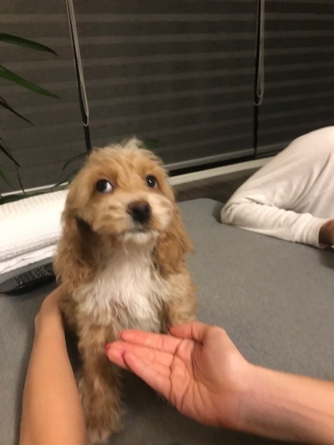 Name:  pup2.jpg
Views: 2548
Size:  51.9 KB