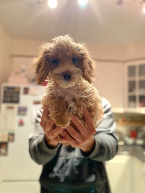 Name:  pup3.jpg
Views: 2600
Size:  49.6 KB