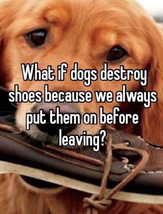 Name:  Shoes..jpg
Views: 2567
Size:  106.1 KB