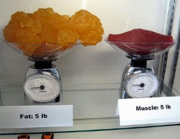 Name:  Fat and muscle..jpg
Views: 10748
Size:  27.6 KB