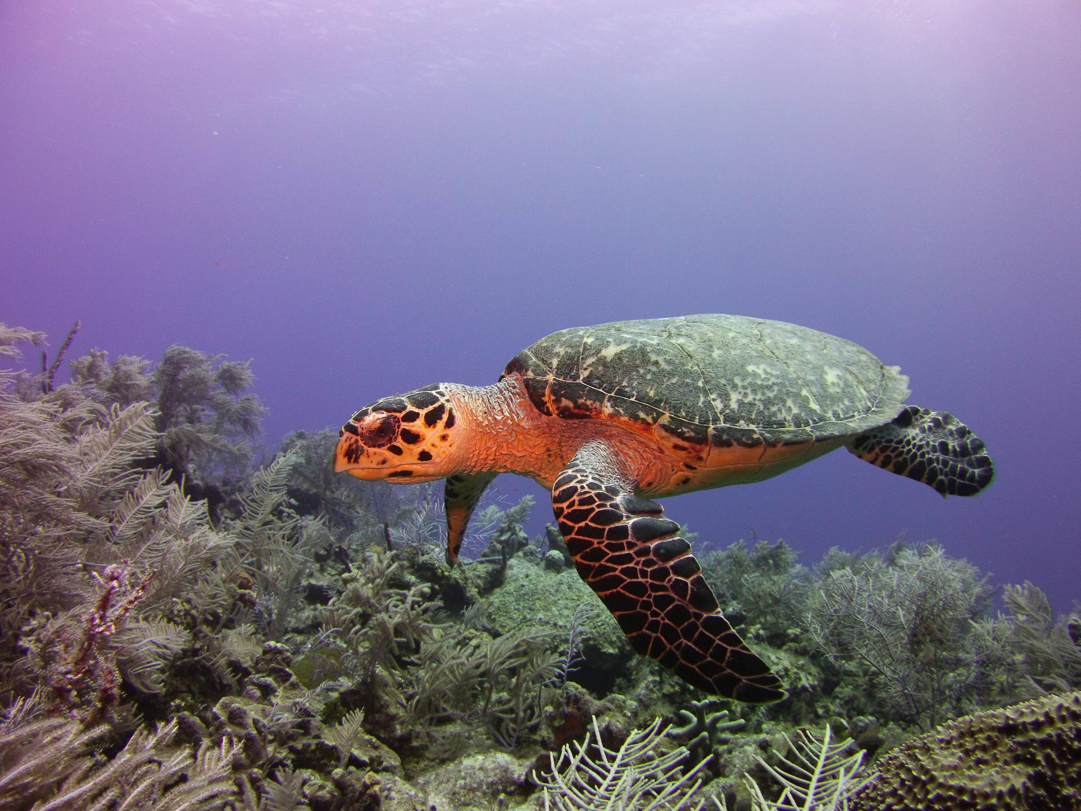 Name:  turtle15.jpg
Views: 1515
Size:  451.9 KB